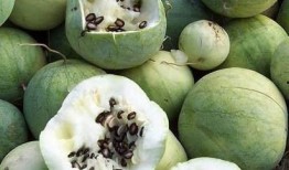 吃瓜黑料,吃瓜黑料背后的真相与反思